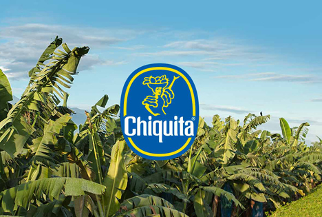 Chiquita Bananen-Feld. Foto © Chiquita