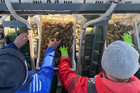 Pfälzer Grumbeere: Erzeuger beginnen mit dem flächendeckenden Auspflanzen der ersten Frühkartoffeln im Südwesten