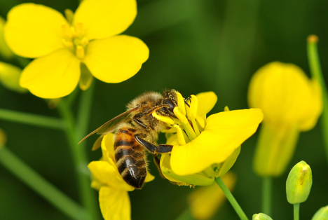 Raps ist bei Honigbienen beliebt. Foto © Albin Andersson