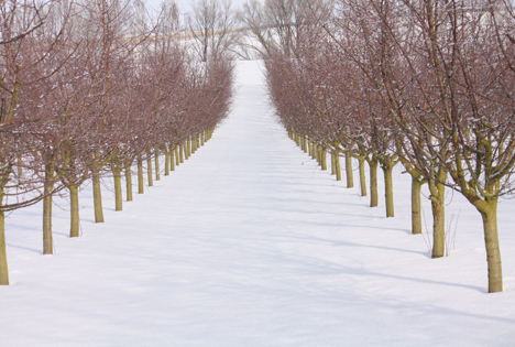 Winter Foto ©  Obstland Dürrweitzschen AG