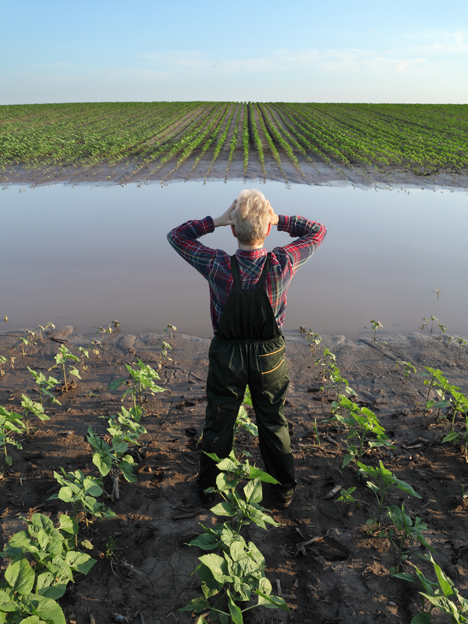 Werden Ernteausfälle die Essgewohnheiten der Menschen verändern? Foto © Rabobank Deutschland