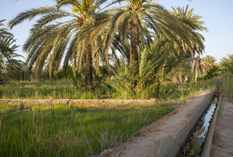 Oase El Hamma, Tunesien Foto © SanLucar