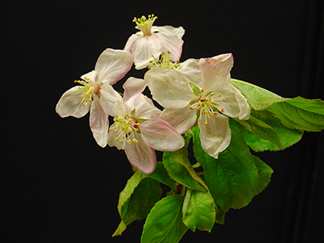 Vollblüte. Foto ©Versuchszentrum Laimburg