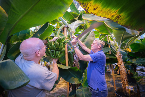 WUR-Forscher Harold Meijer und Gert Kema ernten niederländische Bananen (Foto © Guy Ackermans)