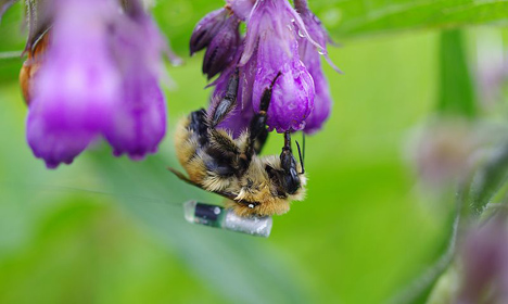 Mit Mini-Peilsender ausgestsattete Mooshummel (Bombus muscorum). Foto © H. Greil/JKI