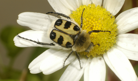 Glattschieniger Pinselkäfer (Trichius gallicus). © F. Rahn