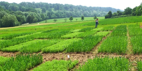 Foto © Universität Hohenheim, ZÖLUH