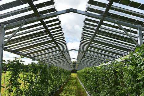 BayWa r.e. baut größtes „Fruitvoltaic“-Projekt in Europa