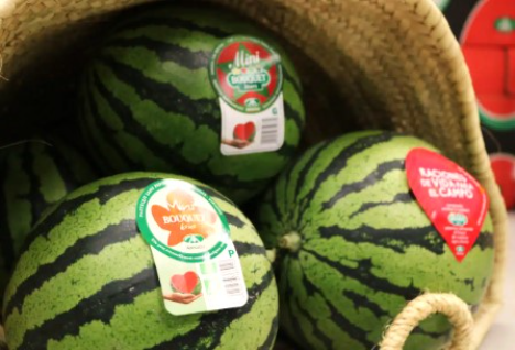 Spanien: Anecoop wird in dieser Saison 145.000 Tonnen Wassermelonen vermarkten