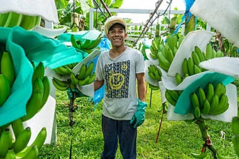 FAIRTRADE Österreich: World Banana Day - Marktanteil von FAIRTRADE steigt