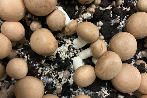 BDC: Pilze als Helfer beim Umweltschutz – Einsatz als Boden- und Luftsanierer