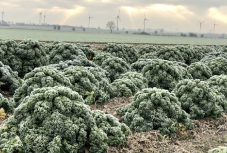 Gemüsebautag am 30. Januar: Energie spielt für Gewächshäuser große Rolle