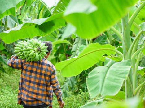 Meilenstein: Lidl Österreich setzt auf fairste Bananen