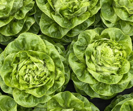 Reichenau-Gemüse Kopfsalat