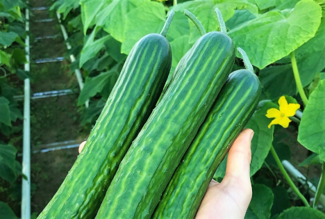 Bio.Fru.Pro zufrieden mit Saisonende, aber unzufrieden mit Gesamtsituation