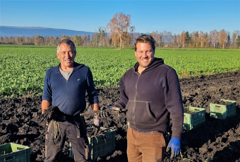 Schweiz: Die Schwarzwurzel in Kürze