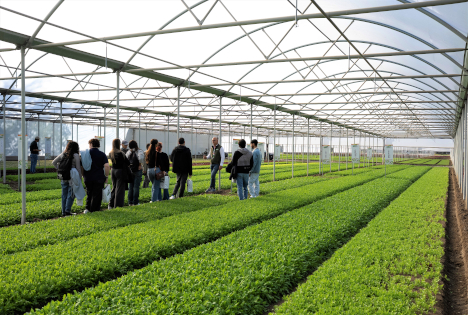 Zukunftsfähige Baby Leaf: Cora Seeds stärkt das Wachstum in der Piana del Sele