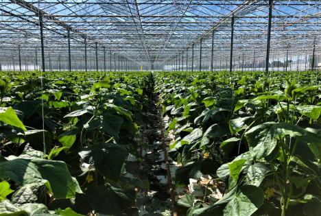 Albert Heijn bündelt Kräfte für mehr Nachhaltigkeit im niederländischen Gewächshausgartenbau