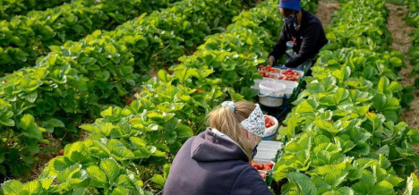 Bauernverband zur 90-Tage-Regelung: Ausweitung der Zeitgrenzen wird Ziel nicht erreichen