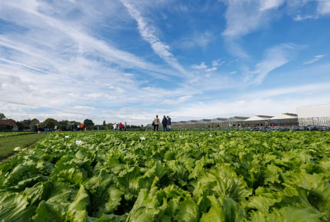 Rijk Zwaan: Produktion von Salat mit niedrigem Stickstoffgehalt