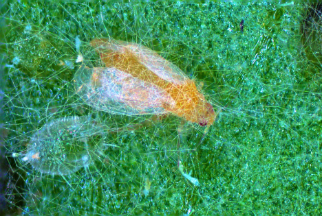 expoSE 2025: Nachhaltige Innovationen durch Nützlingseinsatz