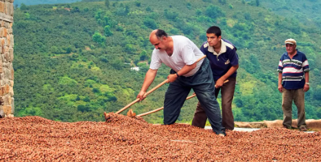 Türkische Haselnüsse bald FAIRTRADE-zertifiziert