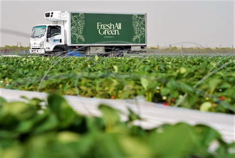 Fresh All Green: Starke ägyptische Erdbeersaison steht bevor