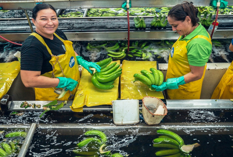 Fyffes veröffentlicht vierten Bericht zur Menschenrechts- und Umweltsorgfaltspflicht