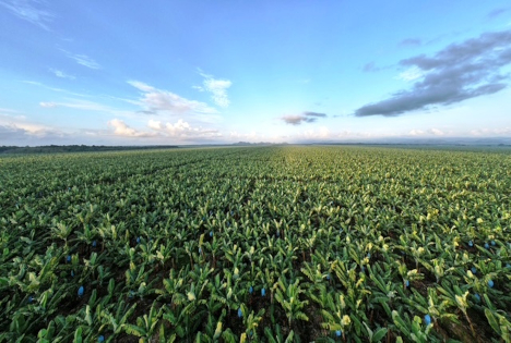 Nachhaltigkeitsbericht veröffentlicht: Fyffes verkündet wichtige Fortschritte trotz globaler Unsicherheit