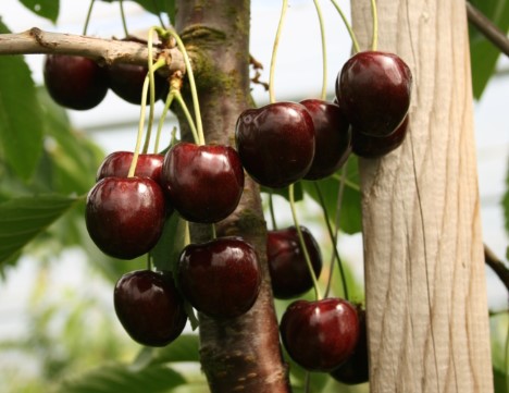LWK Niedersachsen: Kirschenernte - Schöne, süße Früchte von bester Qualität erwartet