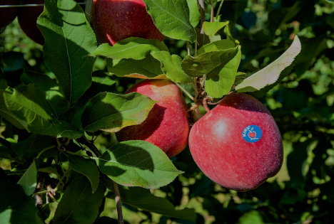 Oktober ist Erntezeit für die KIKU gebrandeten Früchte - Ernte in vollem Gange