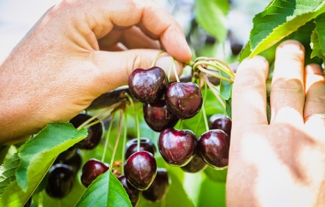 „Super-Sommerfrucht mit Charakter – Am 16. Juli feiert Deutschland seine Kirsche“