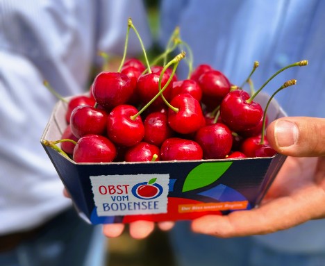 Kirschsaison 2025: Obst vom Bodensee liefert starke Qualitäten aus Dachanbau