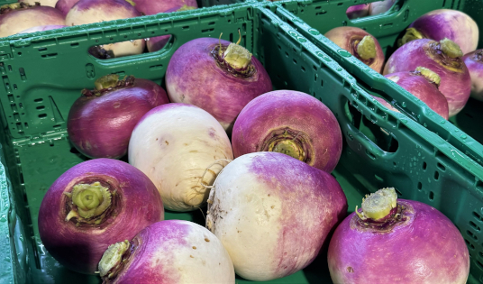 Schweiz: Herbstrübe - Den Herbst an der Wurzel packen