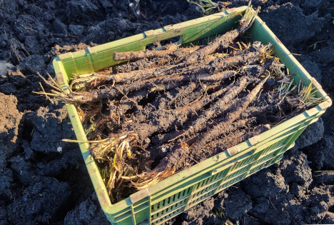 Schweiz: Schwarzwurzel - Eine Rarität für den Winter