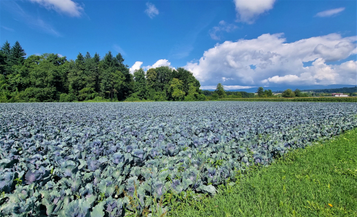 Schweiz: Die Pflanzen- und Pilzproduktion 2025
