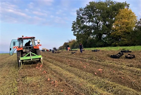 Schweiz: Süsskartoffeln – ein «Future Food»