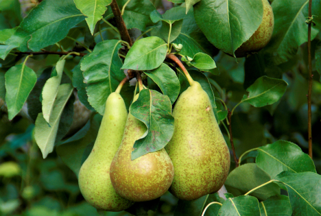 Schweiz: Ein wahres Birnenland mit über 800 Sorten