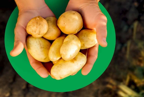 Lidl reduziert die Preise für deutsche Kartoffeln