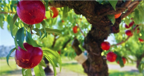 Pionero Inta: Argentinien präsentiert neue Nektarinensorte für den Export