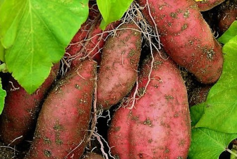 Reichenau-Gemüse: Bio-Süßkartoffeln - Mit Rückenwind in die neue Saison