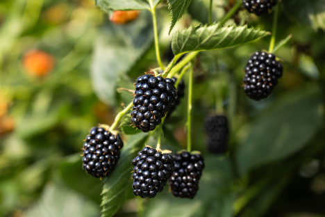 SOV: Strauchbeeren - Gute Ernte erwartet