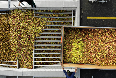 SOV: Durchschnittliche Mostapfelernte, weniger Mostbirnen