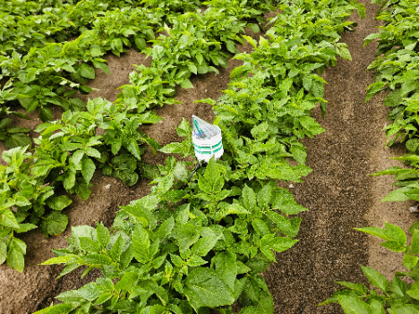 Weltwassertag 2025: UNIKA betont die Bedeutung von Wasser für die Kartoffelproduktion