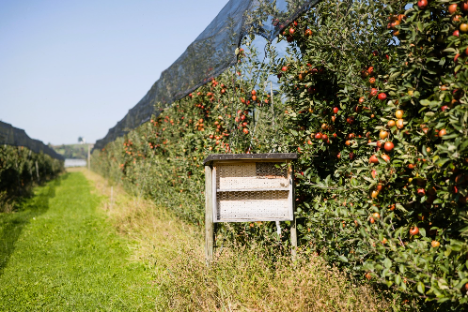 Monitoring Obst vom Bodensee: Wildbienenvielfalt stabilisiert sich auf hohem Niveau – gegen den Bundestrend