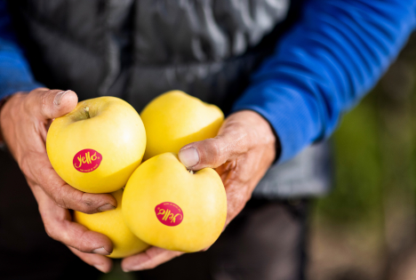 Die neue Saison von yello® beginnt – der gelbe Apfel für echte Kenner