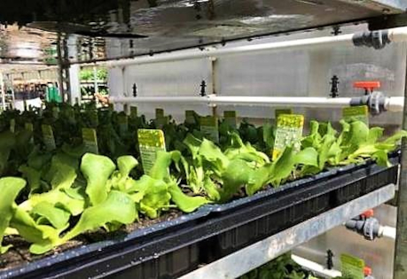 ZVG: Industriestrompreis: Gartenbau bleibt außen vor