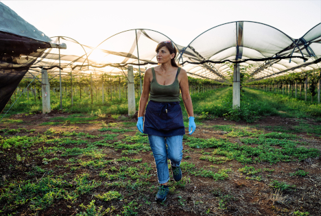 Die Verkaufssaison von Zespri auf der Nordhalbkugel hat begonnen