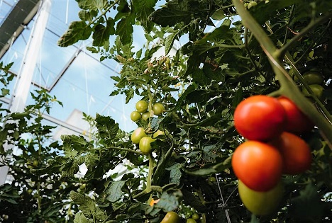 ALDI SÜD und Vitarom Straelen stärken die regionale Versorgung mit Bio-Tomaten
