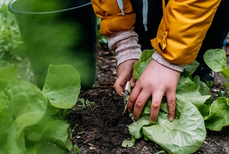 ALDI SÜD feiert Partnerschaft mit GemüseAckerdemie für mehr Ernährungskompetenz